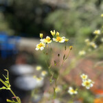 ドリプレ・ローズガーデン　カフェ - 