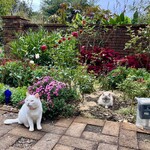 ドリプレ・ローズガーデン　カフェ - 