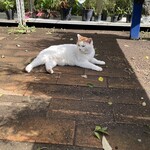 ドリプレ・ローズガーデン　カフェ - 