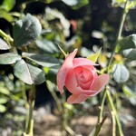 ドリプレ・ローズガーデン　カフェ - 