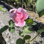 ドリプレ・ローズガーデン　カフェ - 