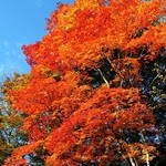 森の中の朝食とカフェの店　キャボットコーヴ - 野鳥の森手前の紅葉(1)