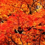 森の中の朝食とカフェの店　キャボットコーヴ - 野鳥の森手前の紅葉(2)