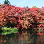 カフェＧＴ 軽井沢 - 雲場池の紅葉(1)