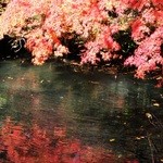 カフェＧＴ 軽井沢 - 雲場池の紅葉(2)