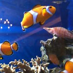 ロイヤルクリスタルカフェ - 