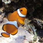 ロイヤルクリスタルカフェ - 