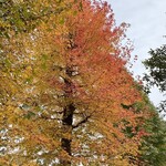 焼きもの家 慶 - 天久保公園の旧ハンアリ前で色付いていたカエデがミツバカエデではなく、そもそもカエデでも無い、アメリカホウと言う木であるらしいと知った記念日^_^
