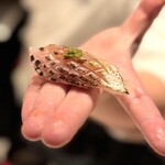 2nd EDITION TERUZUSHI - 