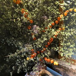 丸新 - （2025/9月）