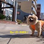 Doggu Deputo Purasu Kafe - また夏が来たｯ!!
