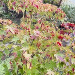 古民家カフェ＆ダイニング 枇杏 - 