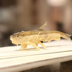 てんぷら 天翔 - 