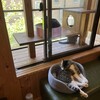 保護猫かふぇ またたび庵