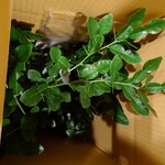 肉料理ふくなが - 瘤ミカン