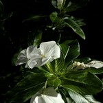 ハンバーグステーキ jumbo - 