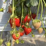 アグリタウン - 