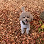 SHOZO COFFEE KARUIZAWA - 