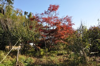 Gyouzan - 庭＠2009/11/21