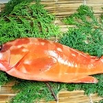 Sangoshou - ★【アカハタ】地元本職漁師さん曰く“この魚、煮付のために生まれてきた！”地元ではアカッポの名で親しまれています。活きたアカハタの煮付けはお口の中で身が弾けます。