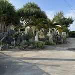 Bottle Palm Garden - 