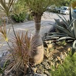 Bottle Palm Garden - 