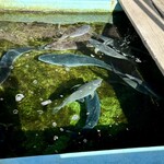 魚大将 - 生け簀に泳いでる