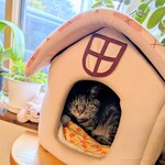珈琲舎 ハイジ - 看板猫のトラミちゃんのおうち(=^・^=)