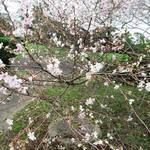 カフェ・ミュゼ - 四季桜が美しい