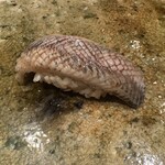 神田錦町 鮨たか晴 - 