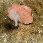 神田錦町 鮨たか晴 - 