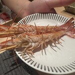 神田錦町 鮨たか晴 - 