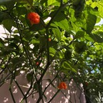 中国料理 四川 - 入り口外にある唐辛子の木