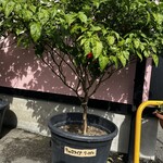 中国料理 四川 - 