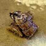 鮨おばな - しゃこ