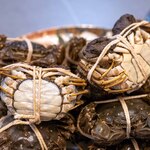 館山美食倶楽部 - 2025.11 左がメスで右がオス