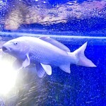 焼肉 拍手喝采 - 