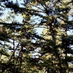 砂屋 - 参道には‥古くから続く松の木が‥３５０年から４００年ものが〰︎存在しています。