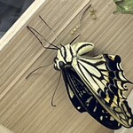 マヤデビ - 変温動物たちの秋w