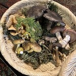 日本料理 新茶家 - 黄シメジ、フウセンタケ、クロカワ等