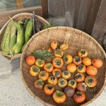 TOGO BOOKS nomadik - 