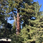 別館山田 - 本殿前の御神木。創建は紀元前600年というが、それはさすがに。現在の大洗付近にいた蝦夷を駆逐するための軍事拠点をここ、香取と鹿島に置いた8世紀初頭が妥当と思う。それでも1300年以上の歴史。
