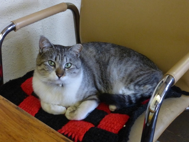 家庭の味 クリア - 福島（うどん）の写真