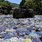 不死王閣 - 6月の久安寺　浮かべられた紫陽花がフォトジェニック