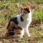 Cafe LAube - にゃ～ん