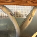 すし寛 - 水槽のハモ