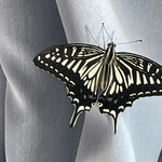 松乃家 - 季節ハズレのアゲハが羽化する日々^_^