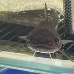 松乃家 - ナマズを見ていて、そうだ今日はウナギにしようとヒラメいた