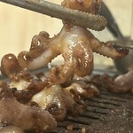 ミリネヤンコプチャン - イイダコ、かんちぇい