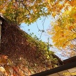 くるみの木 - 秋はこんな感じ♪